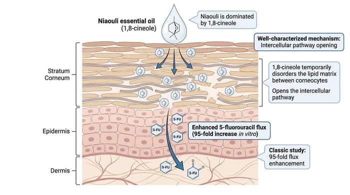 Does CBD Roll-On Actually Work? Skin barrier diagram with 1,8-cineole Rockstar Blends