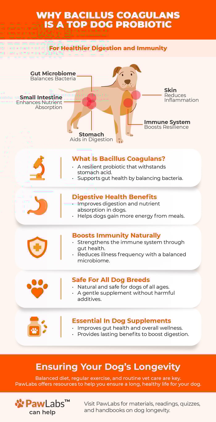 Infographic on Bacillus Coagulans for dogs, highlighting its benefits for digestion, nutrient absorption, immunity, and gut microbiome balance. Covers its resilience, digestive support, immune boosting, and safety for all breeds.