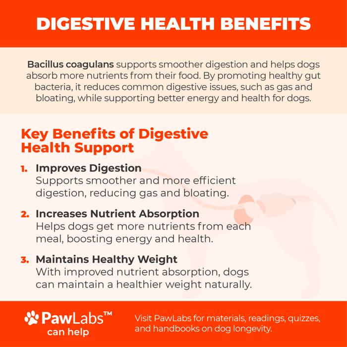 Infographic showing Bacillus Coagulans’ digestive benefits for dogs, illustrating smoother digestion, better nutrient absorption, and reduced bloating.