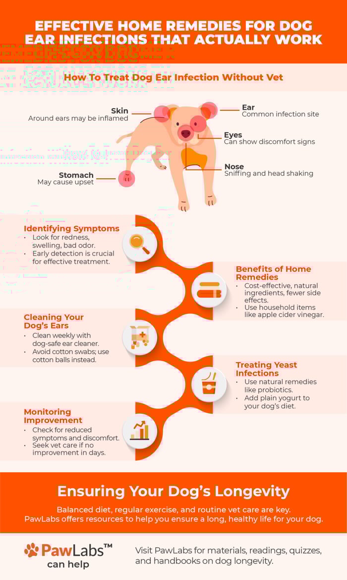 dog ear infection infographics