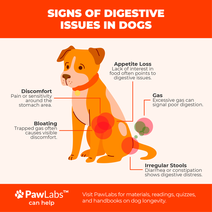 Digestive issues in dogs
