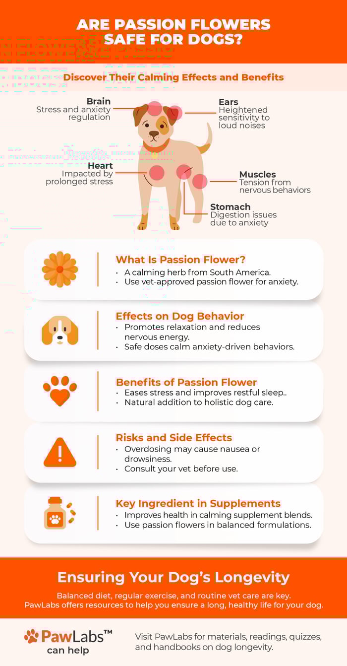 Infographic: 'Are Passion Flowers Safe for Dogs?' Highlights stress-affected areas in dogs (brain, ears, heart, stomach, muscles), benefits of passion flower, potential risks, and its use in supplements. Ends with tips on ensuring dog longevity and PawLabs resources.