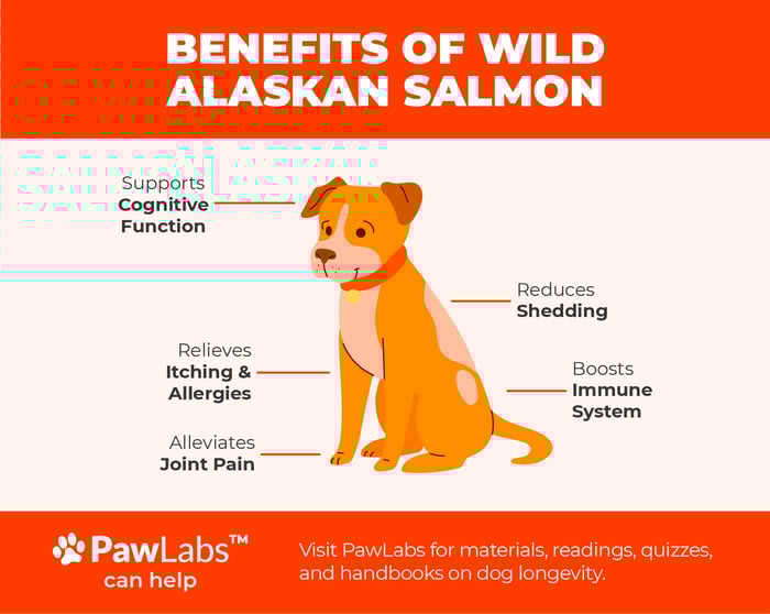 wild alaskan salmon benefits