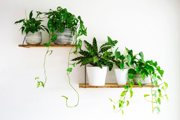 Beneficial Houseplants