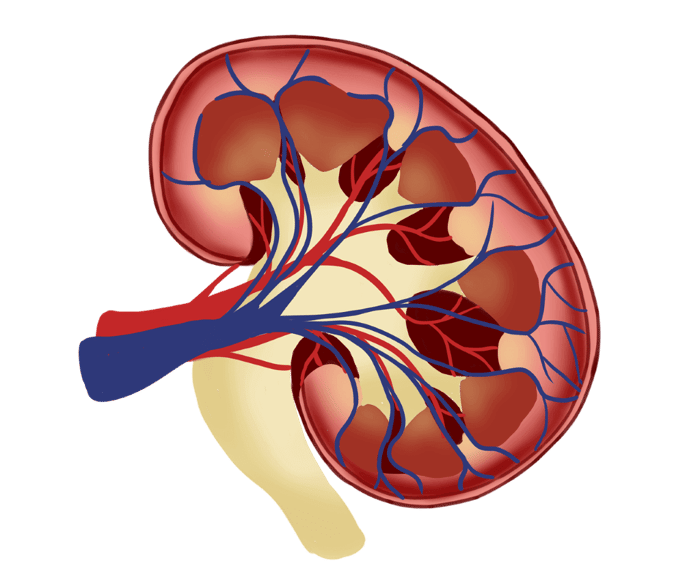 The Caregiver Guide - Dealing with Kidney Diseases