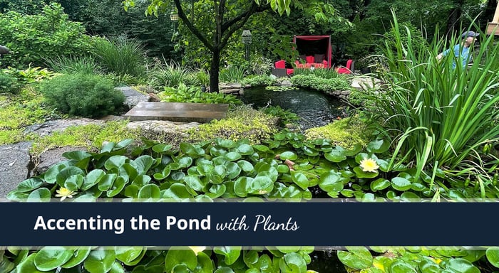 Accenting the Pond with Plants