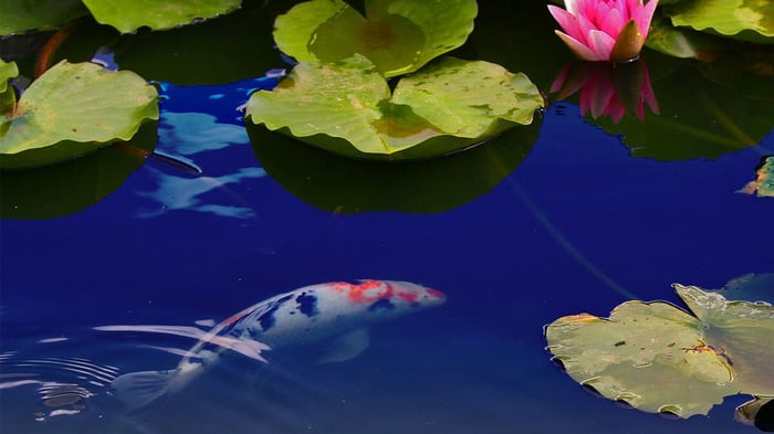How to Add Fish to a Backyard Pond