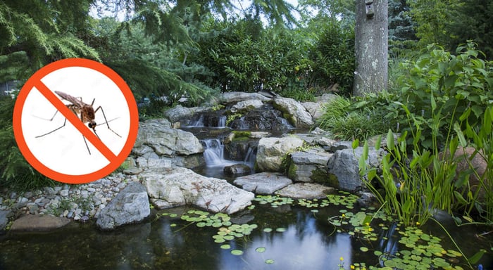 How to Prevent Mosquitoes in Ponds