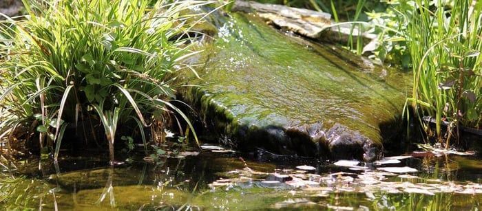 What Causes String Algae in Ponds and How to Get Rid of It