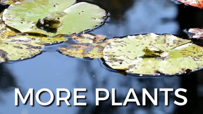 TOP 5 TIPS FOR MAINTAINING A CLEAN POND