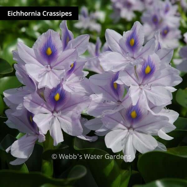 'Water Hyacinth' - Floating Aquatic Plants