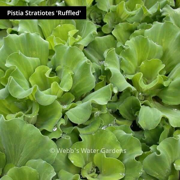 Pistia 'Water Lettuce' - Floating Aquatic Plants