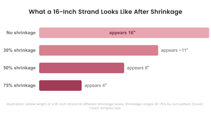 Bar chart illustrating curl shrinkage on a 16-inch strand: with no shrinkage it appears 16 inches, at 30 percent shrinkage about 11 inches, at 50 percent about 8 inches, and at 75 percent shrinkage only about 4 inches.