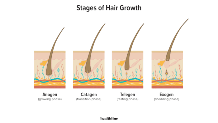 Stages of hair growth from source: healthline.com