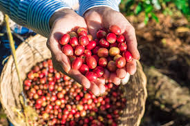 Coffee Supply Challenges and Resilience - What is happening in Coffee