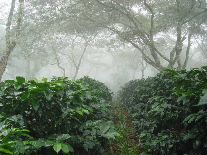 Limited Release Kayon Mountain Coffee from Ethiopia