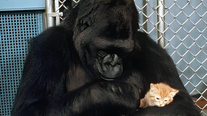 Koko the gorilla