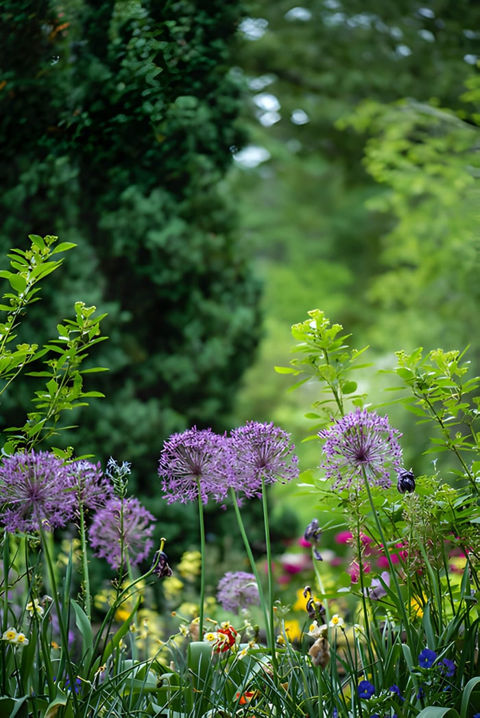 a garden with flowers and greenery