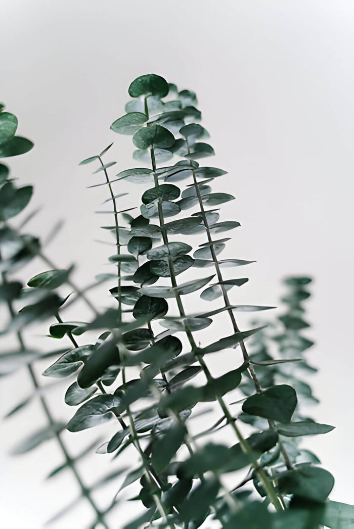 eucalyptus branches