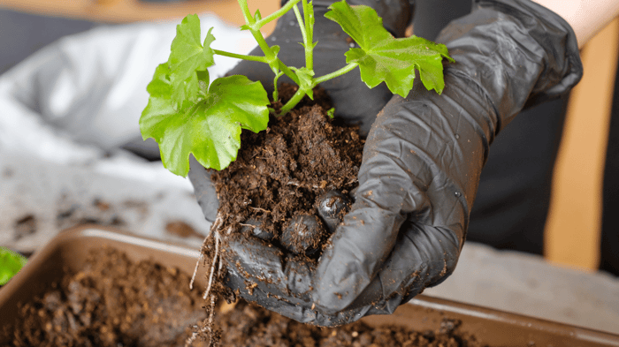 How Plant Compounds Help Hydrate the Vaginal Tissue