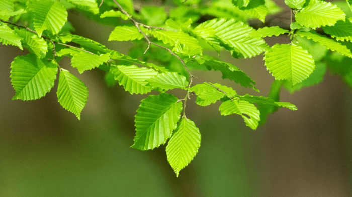 Slippery Elm Bark: Nature’s Secret for Vaginal Moisture & Women’s Health