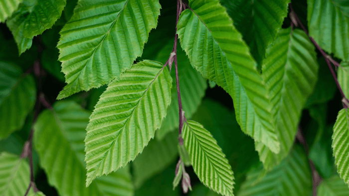 Why We Chose Slippery Elm Bark as Our Hero Ingredient