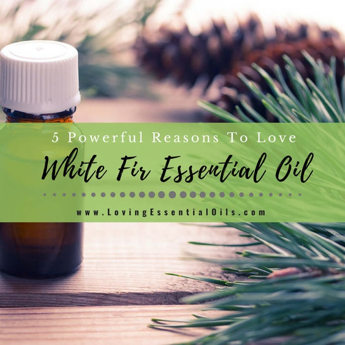 5 Powerful Reasons To Love White Fir Essential Oil with DIY Recipes