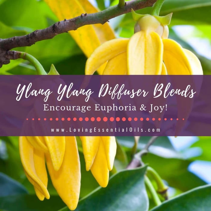 Ylang Ylang Diffuser Blends: 10 Joyful Essential Oil Recipes