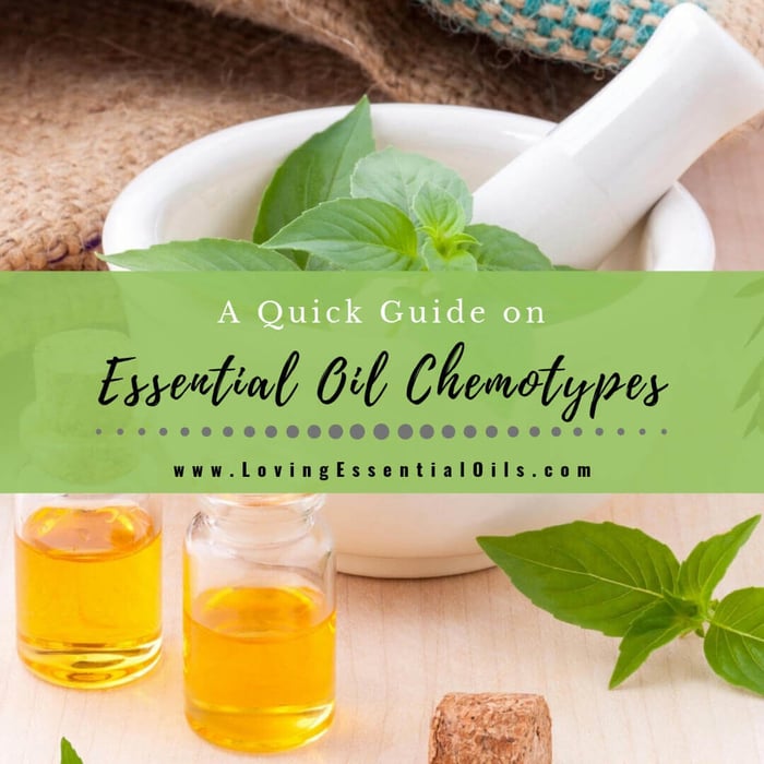 What are Essential Oil Chemotypes? Basil, Thyme, Sage Guide