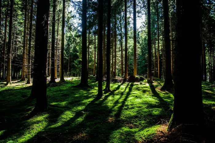 Forest Meadow Essential Oil Blend Ingredients