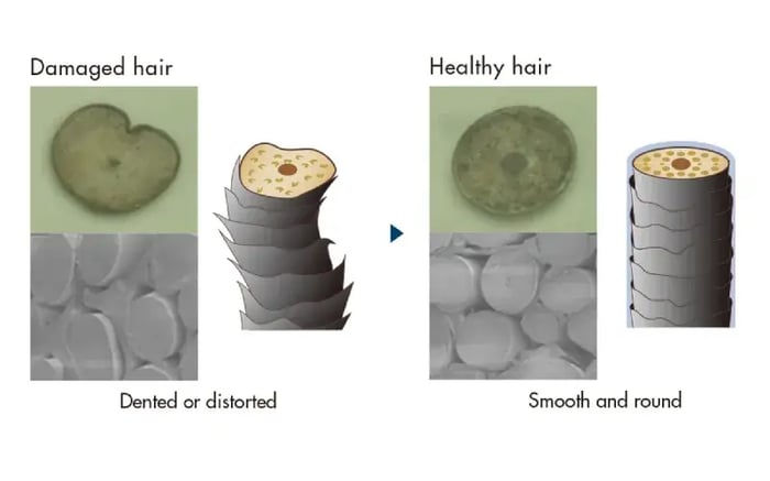 Damaged hair isn't just about split ends; it actually changes the shape of each strand! Shiseido Professional Sublimic's innovative technology corrects this distortion for smoother, healthier hair.