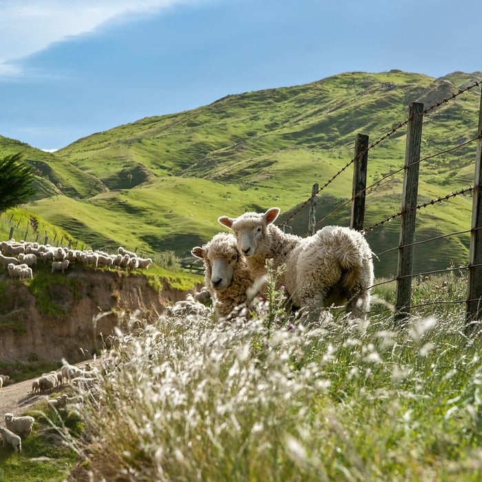 Merino sheep grazing in New Zealand hills, illustrating the natural origins of wool thermoregulation and breathable fiber structure.
