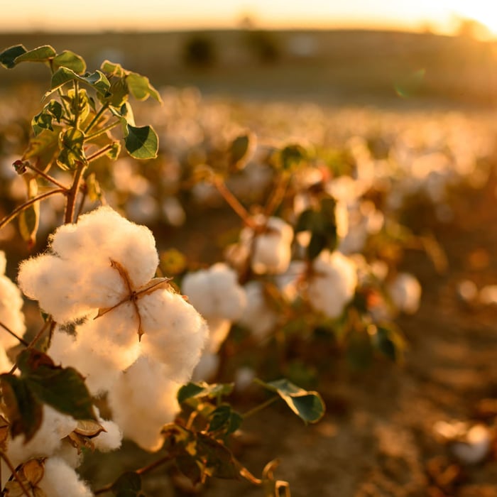 organic cotton sheets made from sustainably grown cotton plants in the field