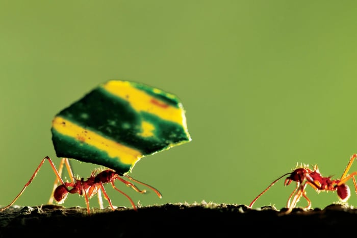 Acacia trees make ants dependent on their nectar, only to then control them. Are we ants? What is our tree? What is it leading us to do? Photo by Paul Souders via Getty Images