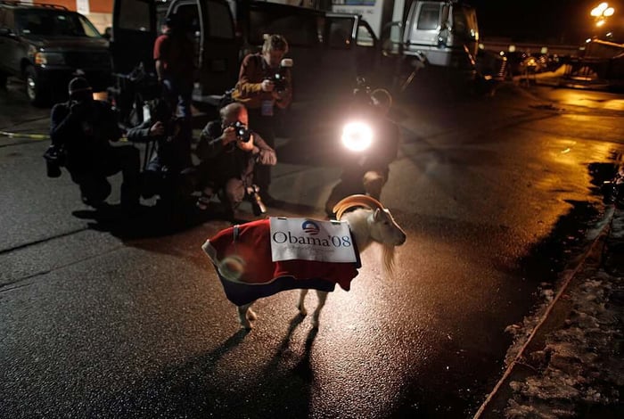 A goat used as a photo op prop for Barack Obama during his 2008 primary campaign in New Hampshire. Photo by Chip Somodevilla/Getty Images