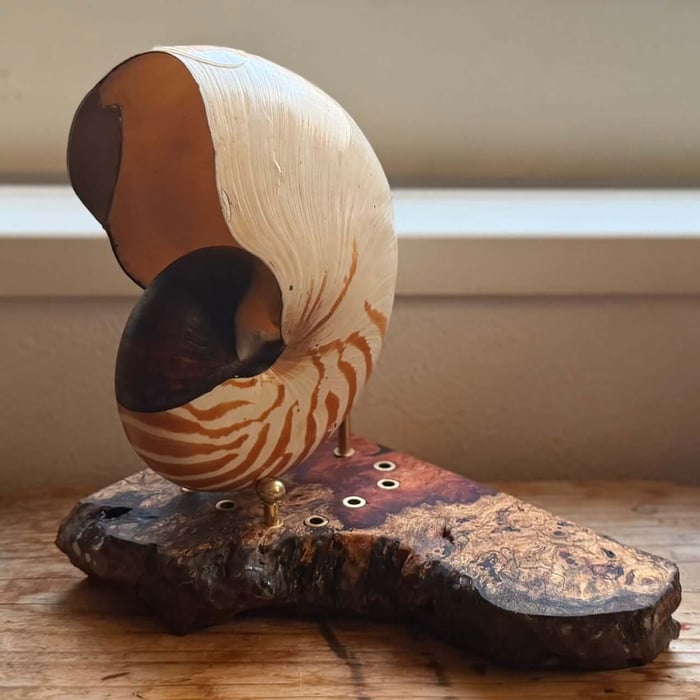 Soft blue LED glow inside the nautilus shell