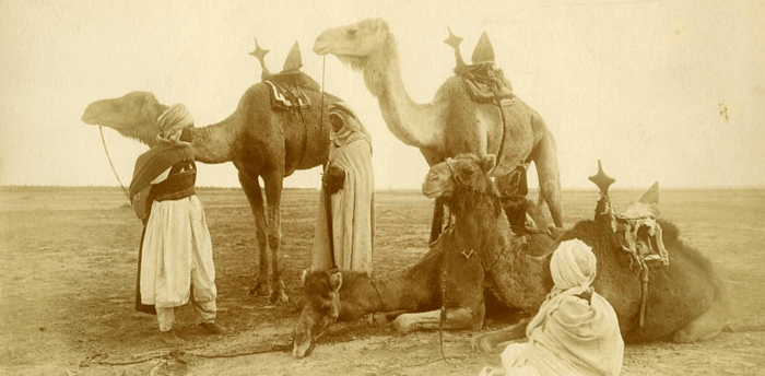 Bedouin with camels