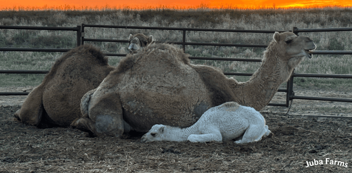 Camel calves and mom