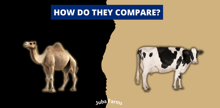 Camel milk for kids comparison