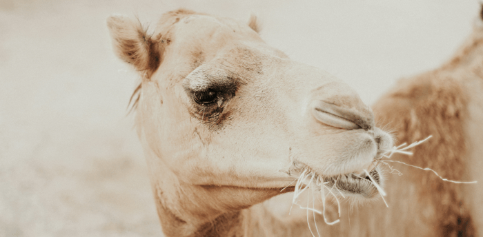 camel eating hay