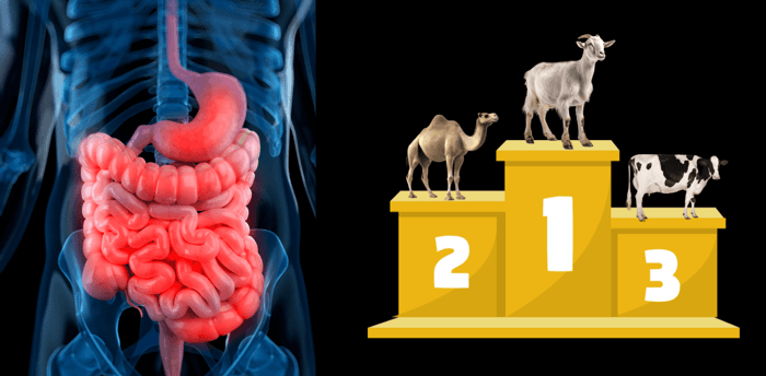 cow milk vs camel milk vs goat milk digestibility