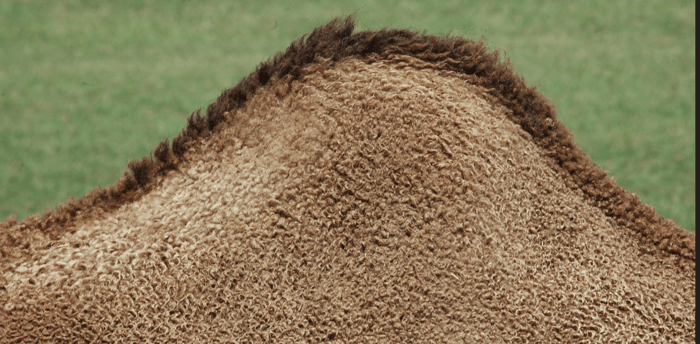 Facts about camels - Camel hump