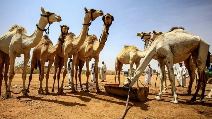 Most camels sudan image