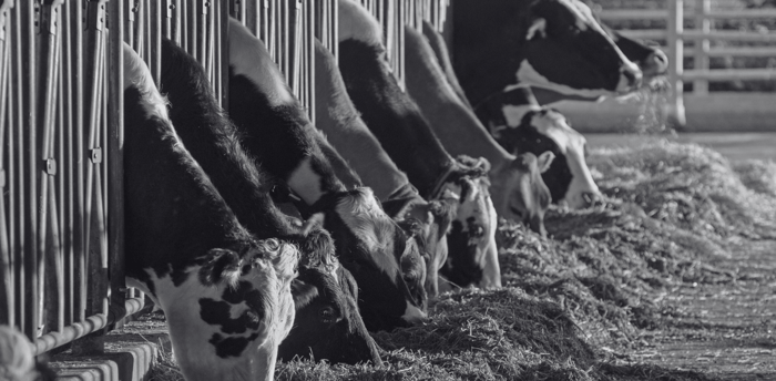 Old school farm practices
