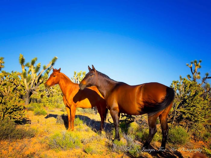 Sorrel and Bay Beauty - Joshua Forest Scenic Road Arizona