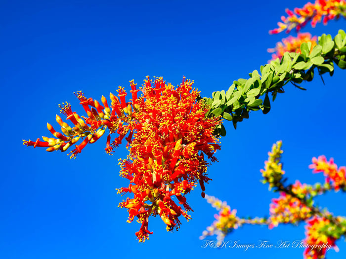 Ocotillo Flowers