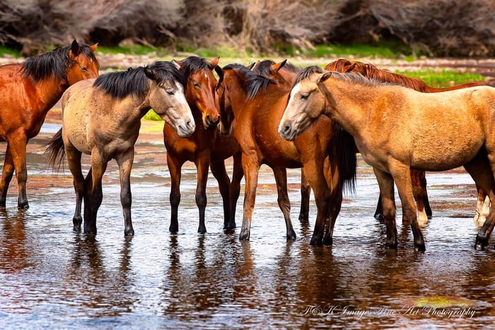 Band of Salt River Wild Horses