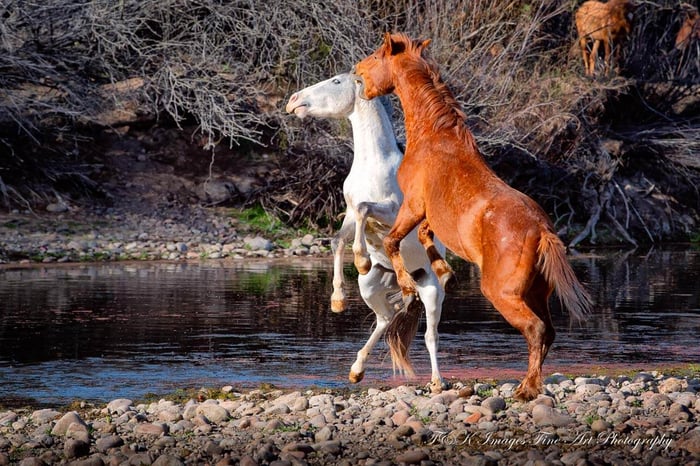 Horsing Around - Salt River Wild Horses
