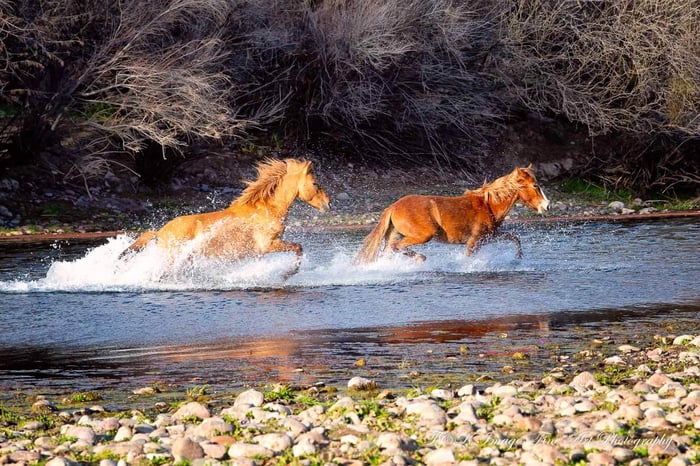 River Race