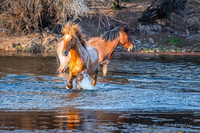 Glistening In the Sun - Salt River Wild Horses